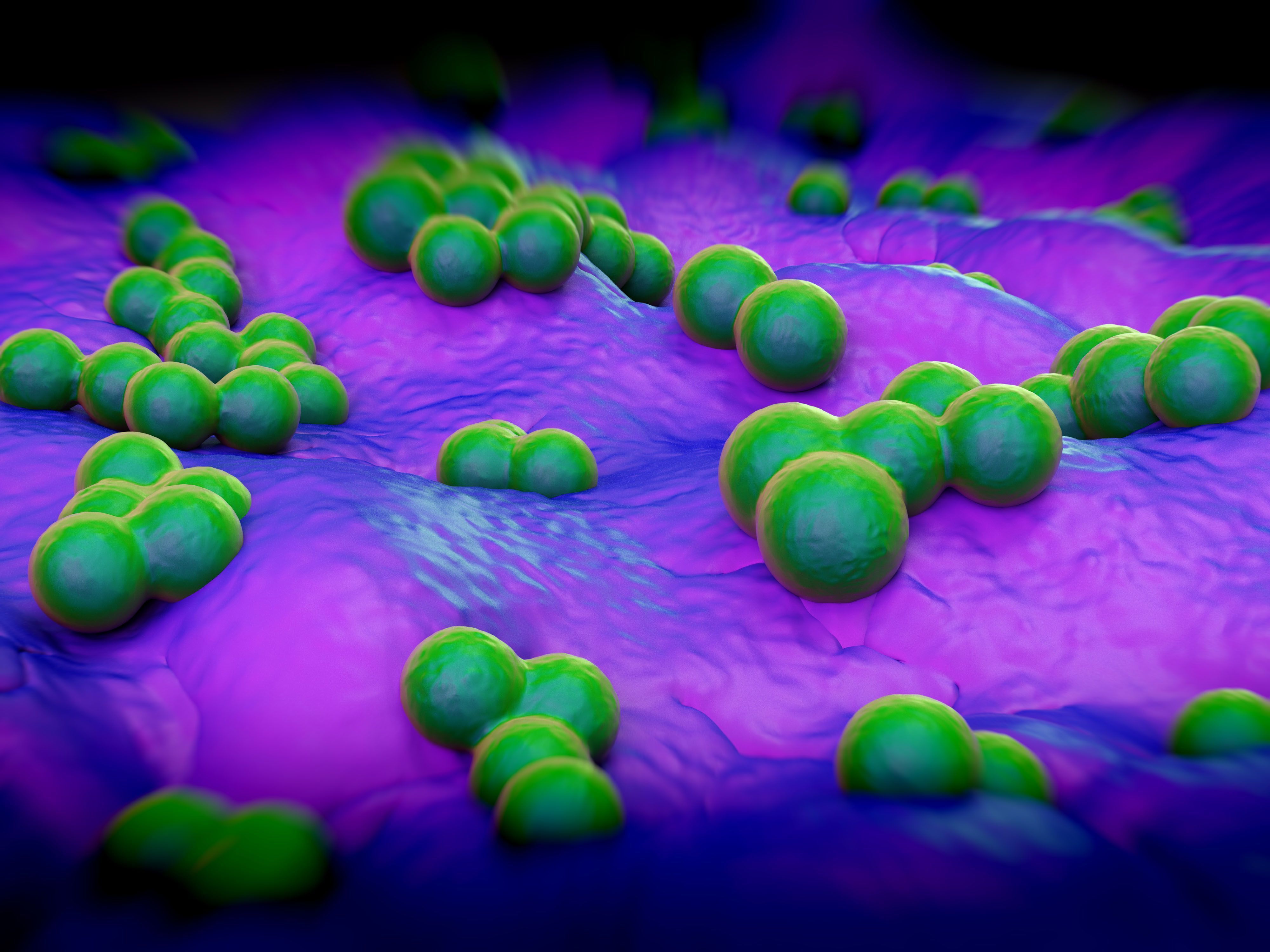 Antimicrobial Resistance In Zoonotic Bacteria Still High In Humans 